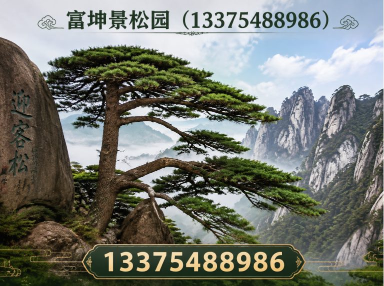 岱岳区造型松批发展示图